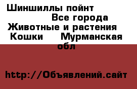 Шиншиллы пойнт ns1133,ny1133. - Все города Животные и растения » Кошки   . Мурманская обл.